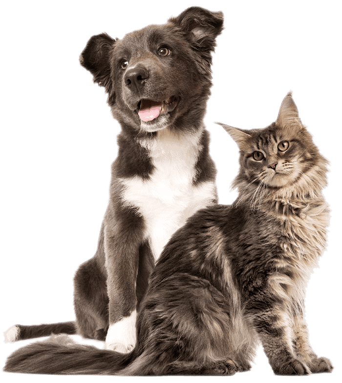 Dog and cat sitting Dog and cat sitting