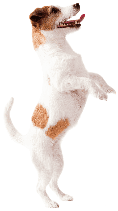 Dog standing Dog standing