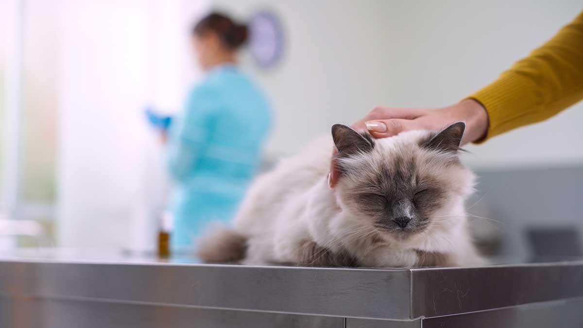 A cat laying on a table A cat laying on a table