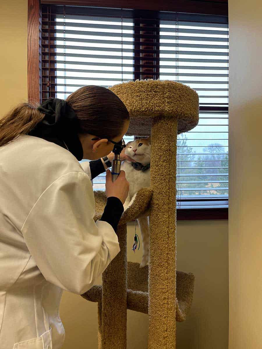 A cat being examined in our pet comfort room A cat being examined in our pet comfort room