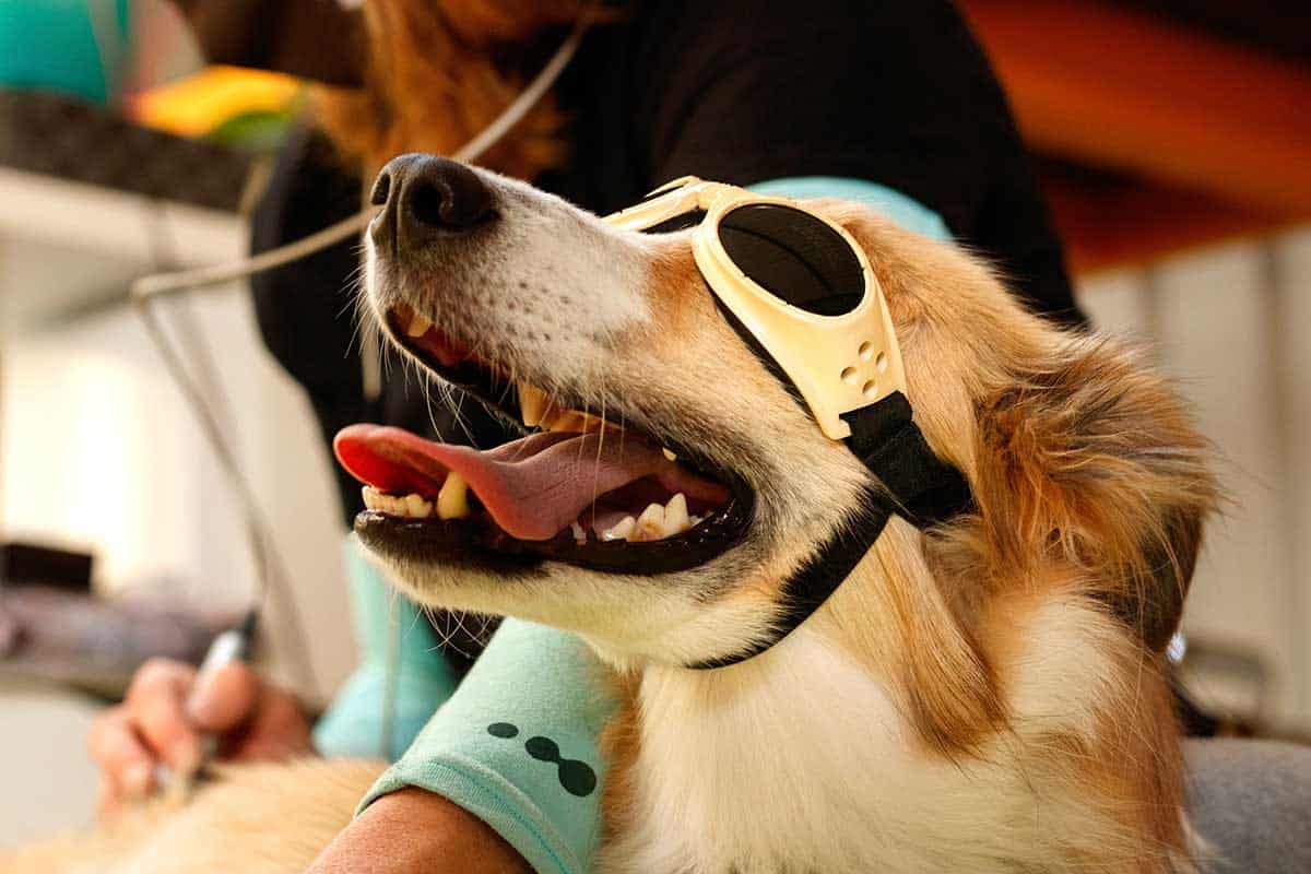 A dog wearing protective goggles A dog wearing protective goggles