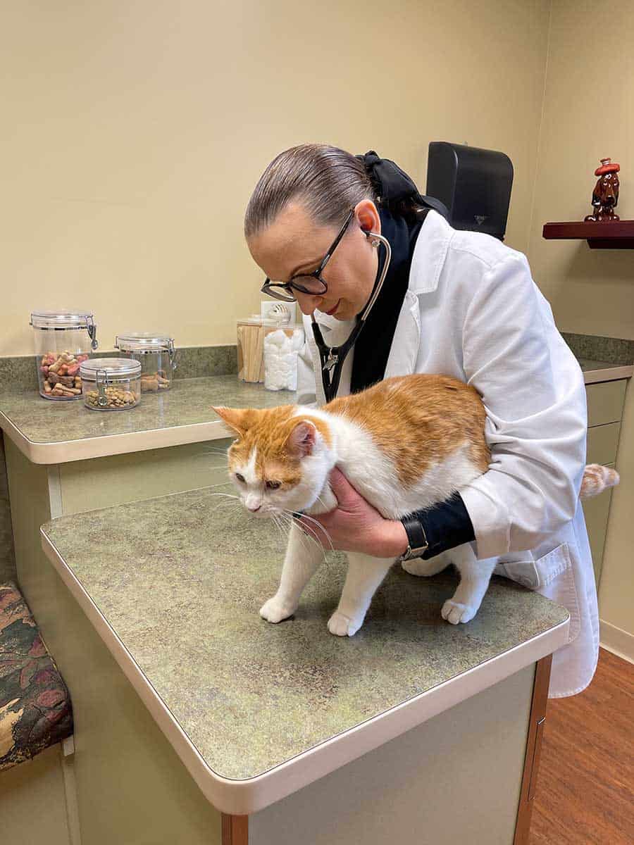 Our doctor treating a feline patient Our doctor treating a feline patient