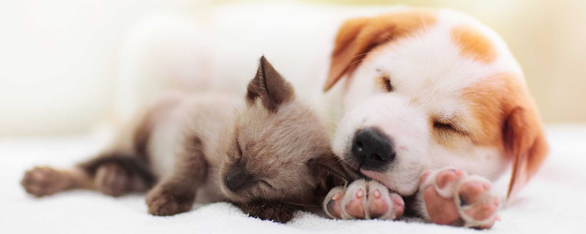 A kitten and puppy sleeping