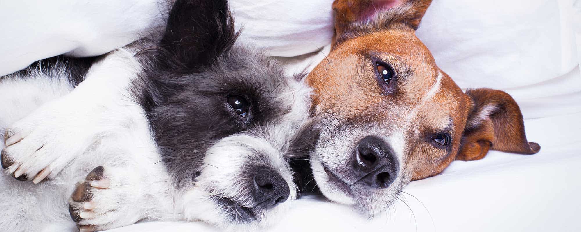 Two dogs cuddling