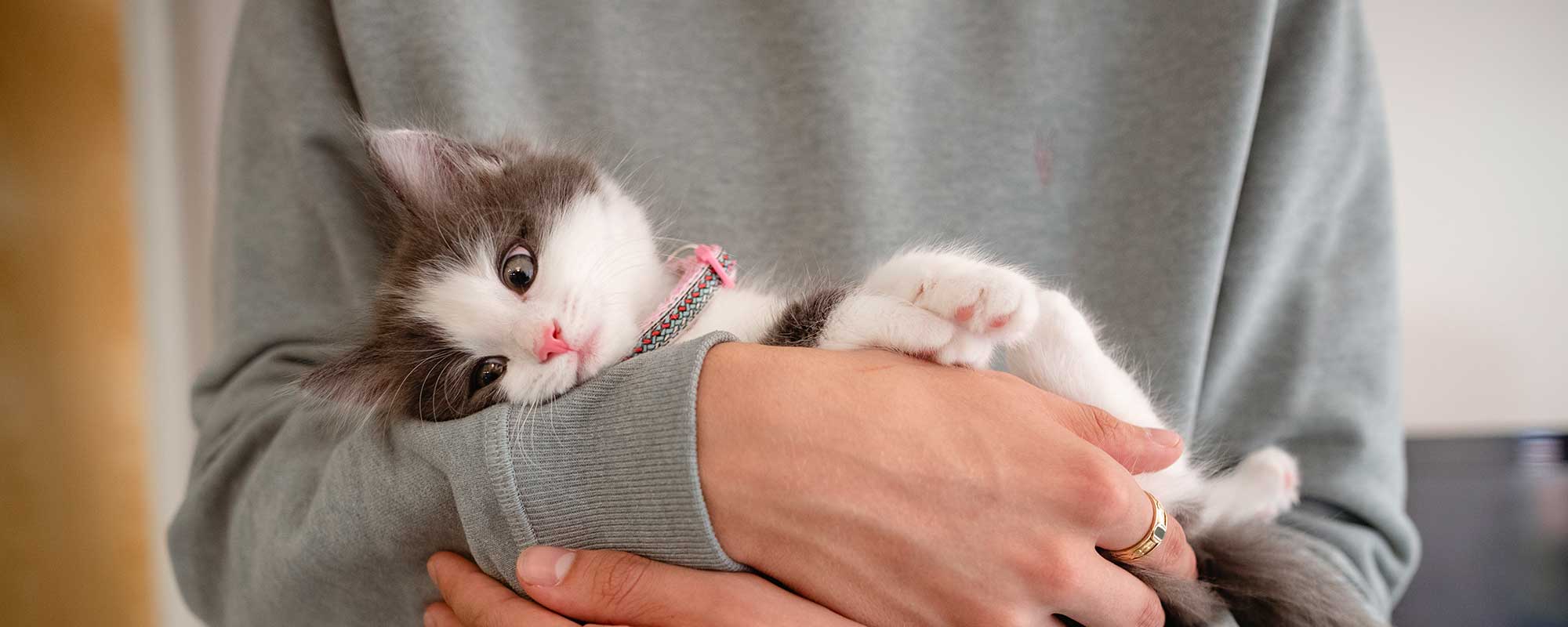 A kitten held in arms